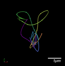 基因组学 -  Orca流线的3D可视化